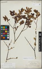 Foto von Salix myrsinifolia Salisb. x Salix phylicifolia L.